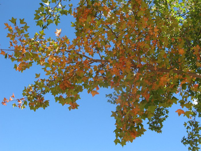 Acer monspessulanum (9)